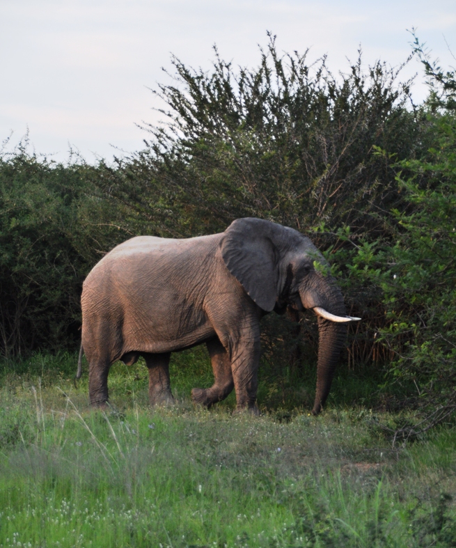 Elefante