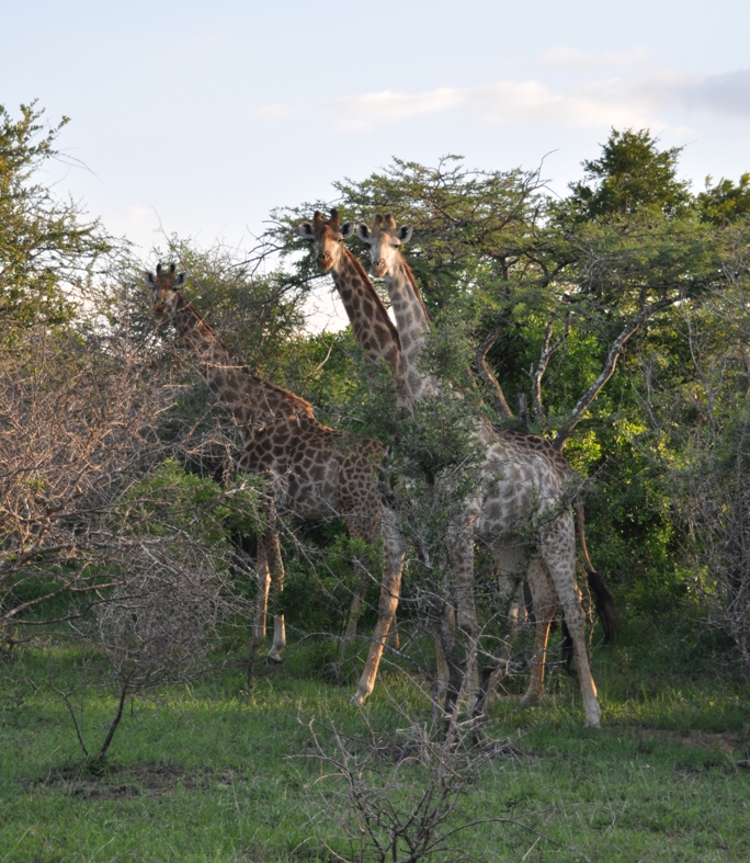 Giraffe