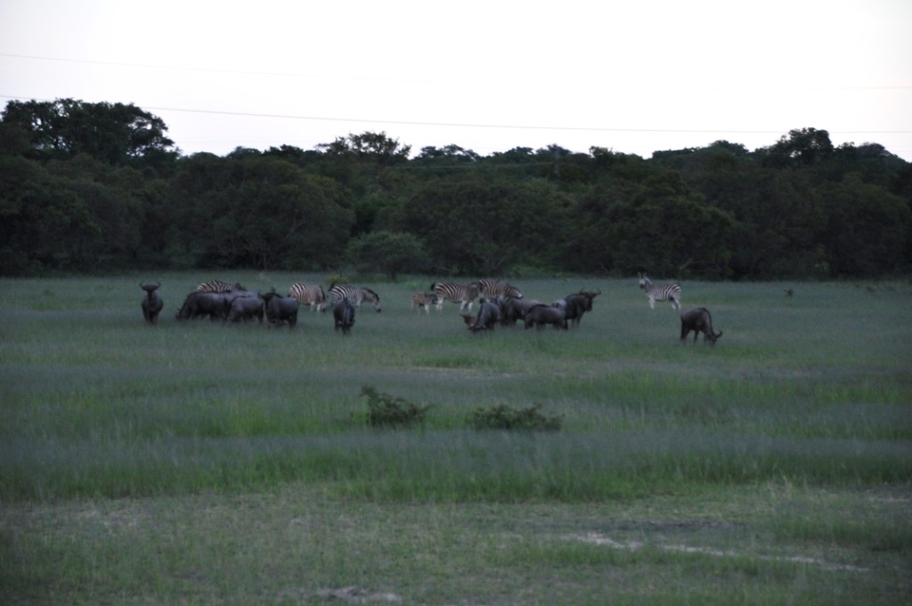 Zebre e gnu