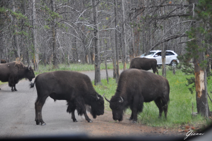 Bisonti