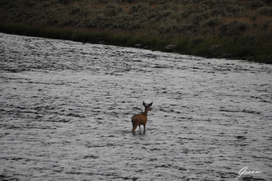Yellowstone National Park