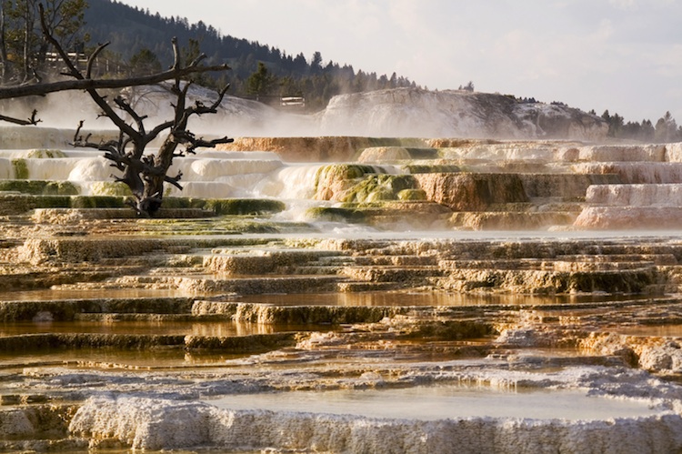 Mammoth Hot Springs