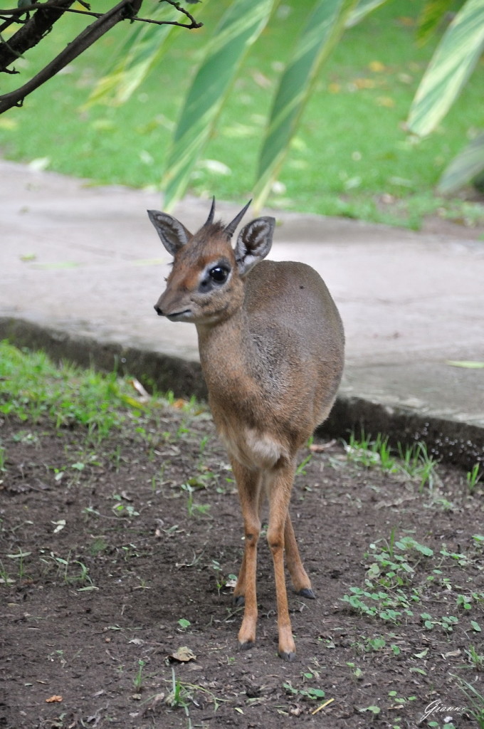 Tanzania