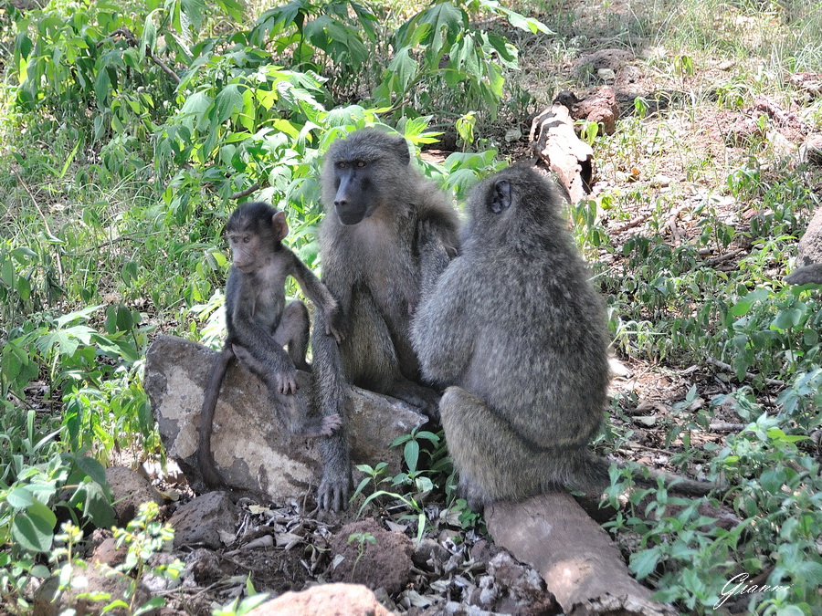 Tanzania