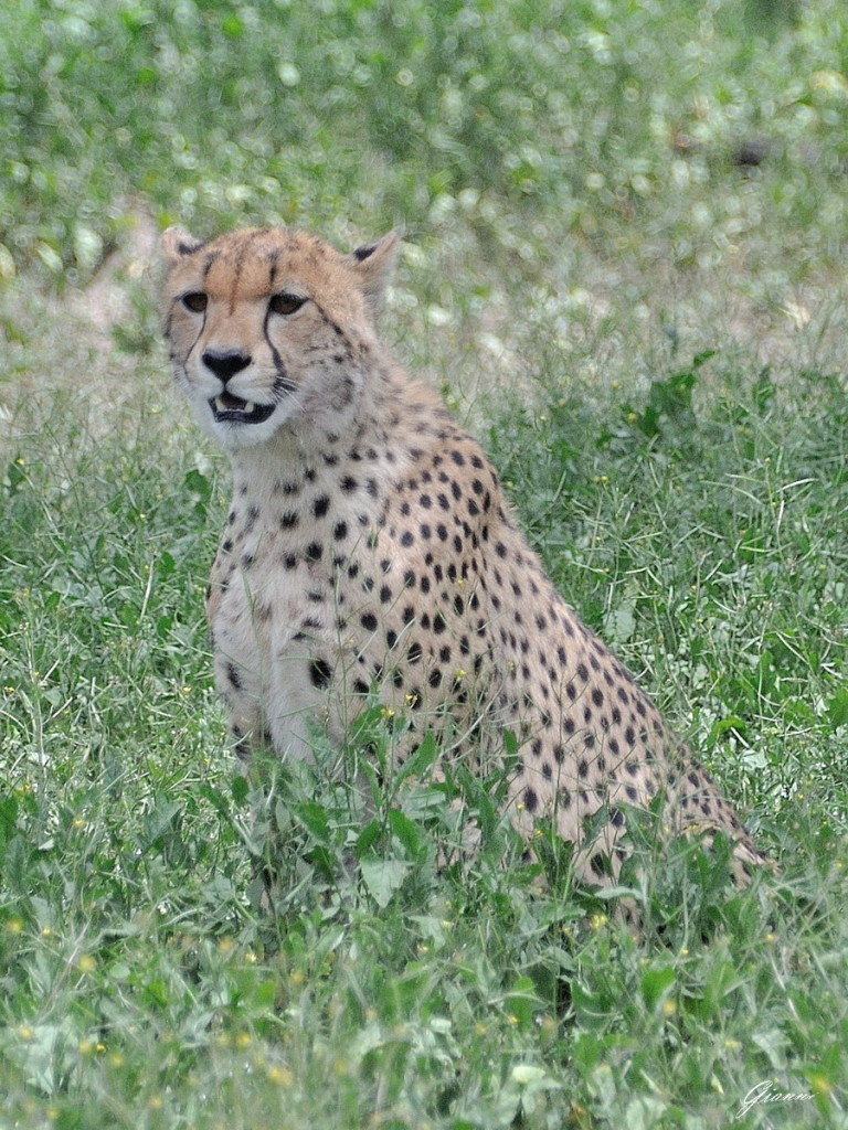 Tanzania