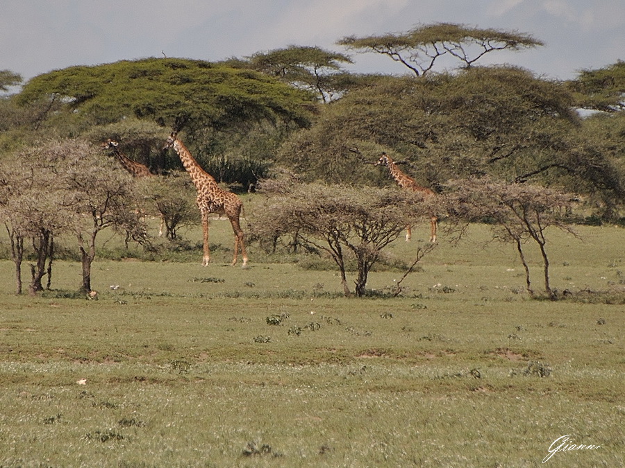 Tanzania