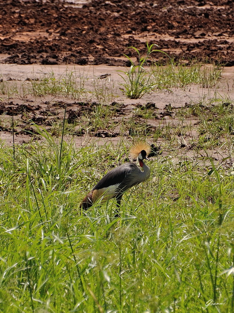 Tanzania