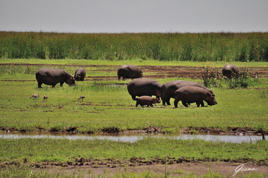 Tanzania