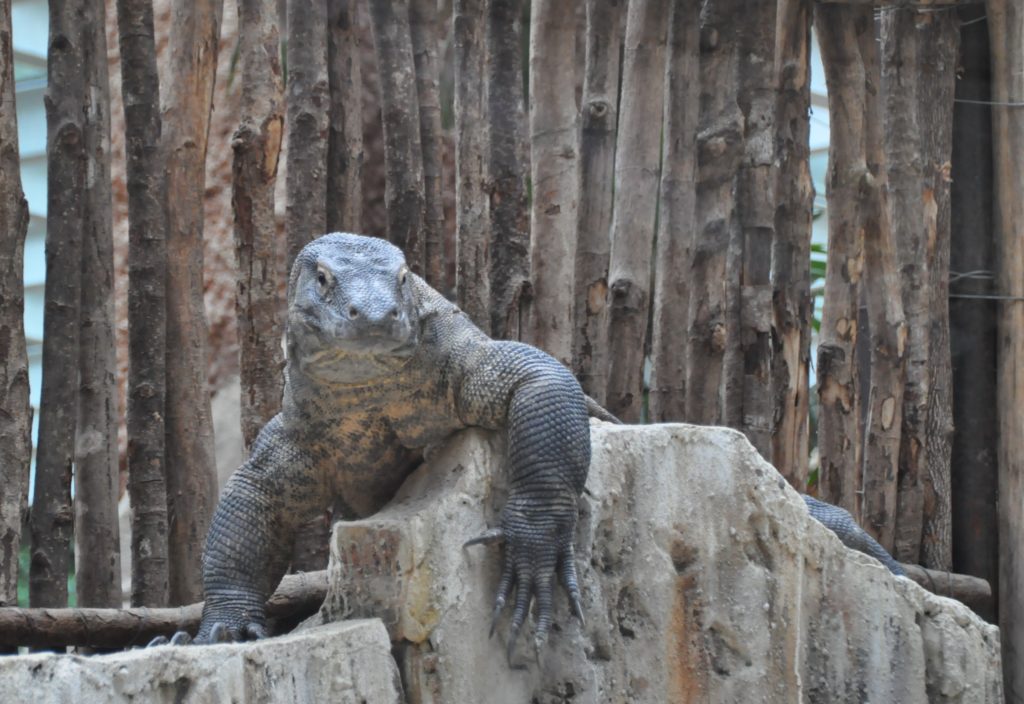 Drago di Komodo