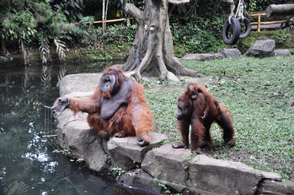 Taman Safari