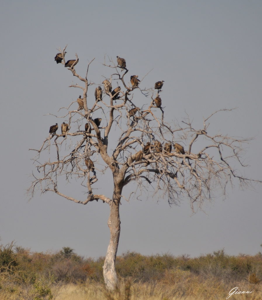 Avvoltoi in attesa