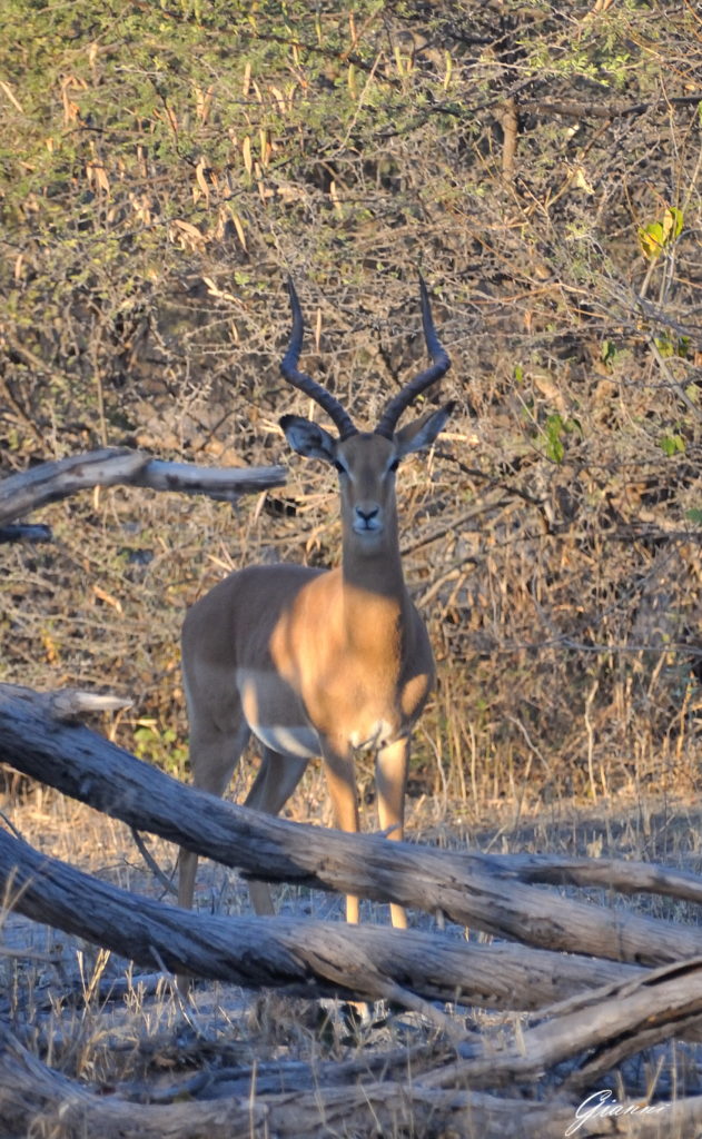 Kudu maggiore