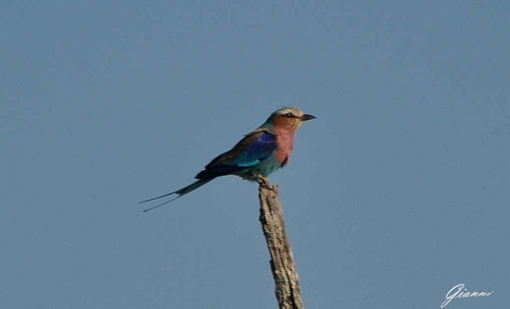 Uccellino multicolor