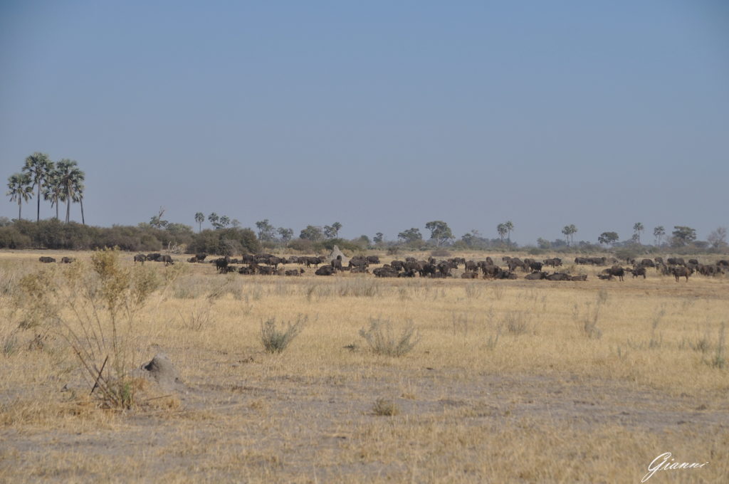 Bufali al pascolo