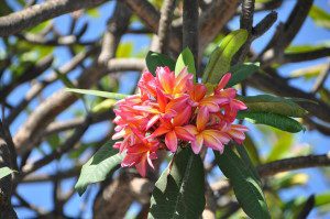 Fiori di frangipani