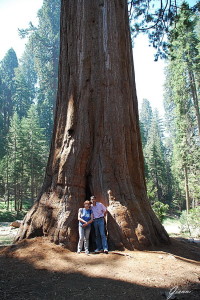 Le Sequoie