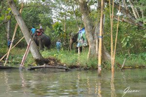 Trekking in elefante