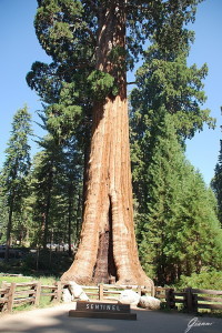 Sequoia National Park - I giganti