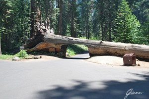 Come si passa sotto un albero caduto?