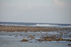 Barriera corallina