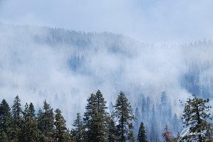 Fumo tra le sequoie niente paura sono fuochi controllati dai rangers