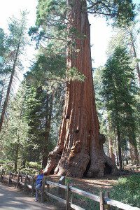 Sequoia National Park