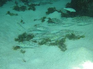 Snorkeling
