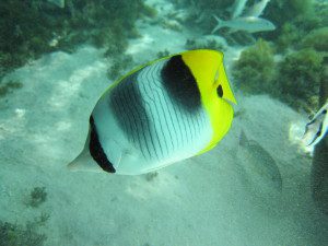 Snorkeling