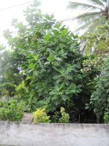 L'albero del pane