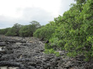 L'isola degli uccelli