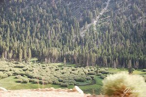 Tioga Pass