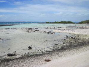 L'isola degli uccelli