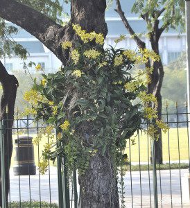 Orchidee sugli alberi in città