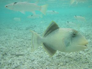 Pesce balestra