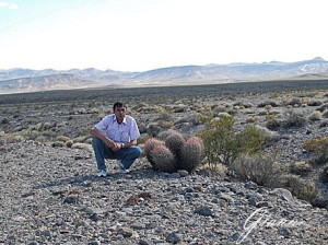 Cactus nel deserto