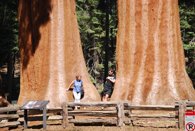 Le sequoie giganti
