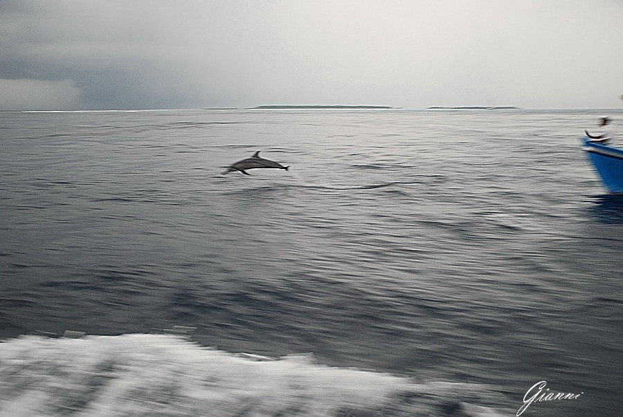 Maldive - Delfini