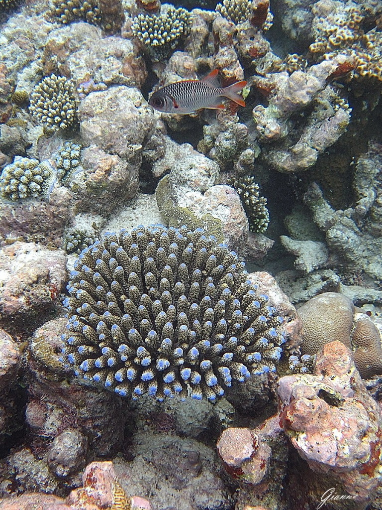 Coralli e colorati pesci