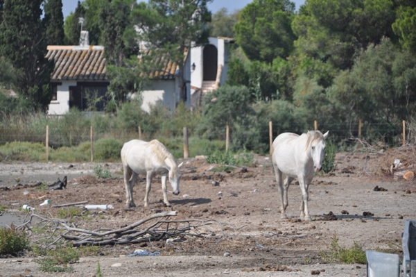 Cavalli della Camargue