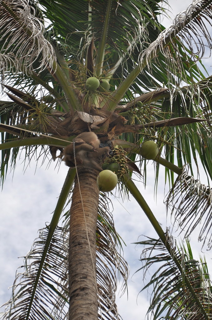 Come ti raccolgo le noci di cocco