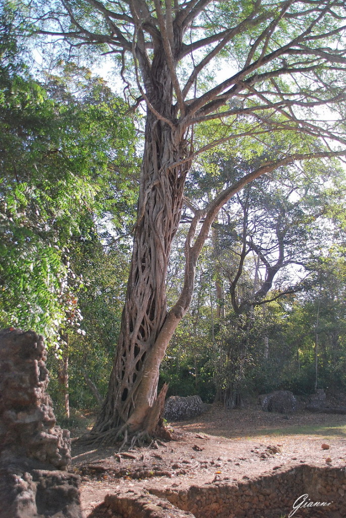 Rovine di Gede - Pianta strangolatrice