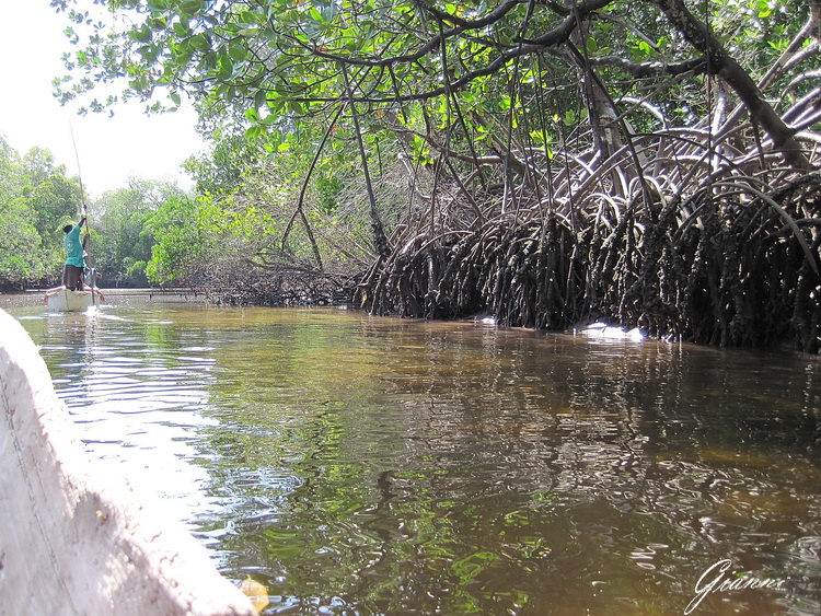 In canoa tra le mangrovie