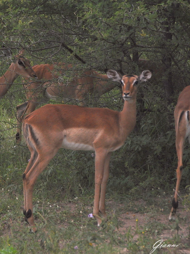 Impala