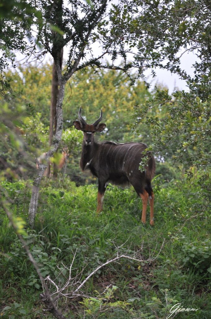 Maschio di Nyala