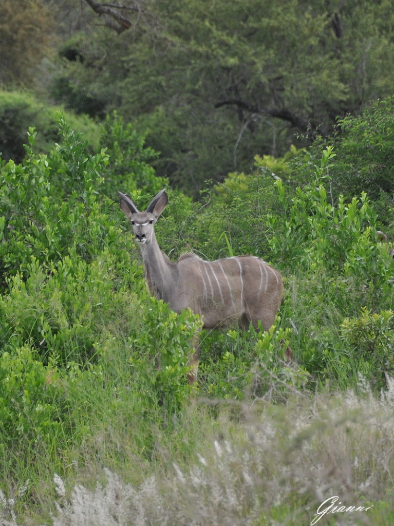 Femmina di Kudu maggiore