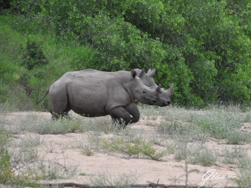 Rinoceronti