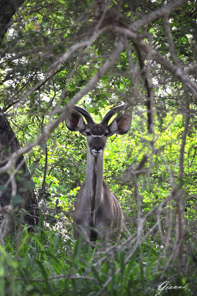 Kudu