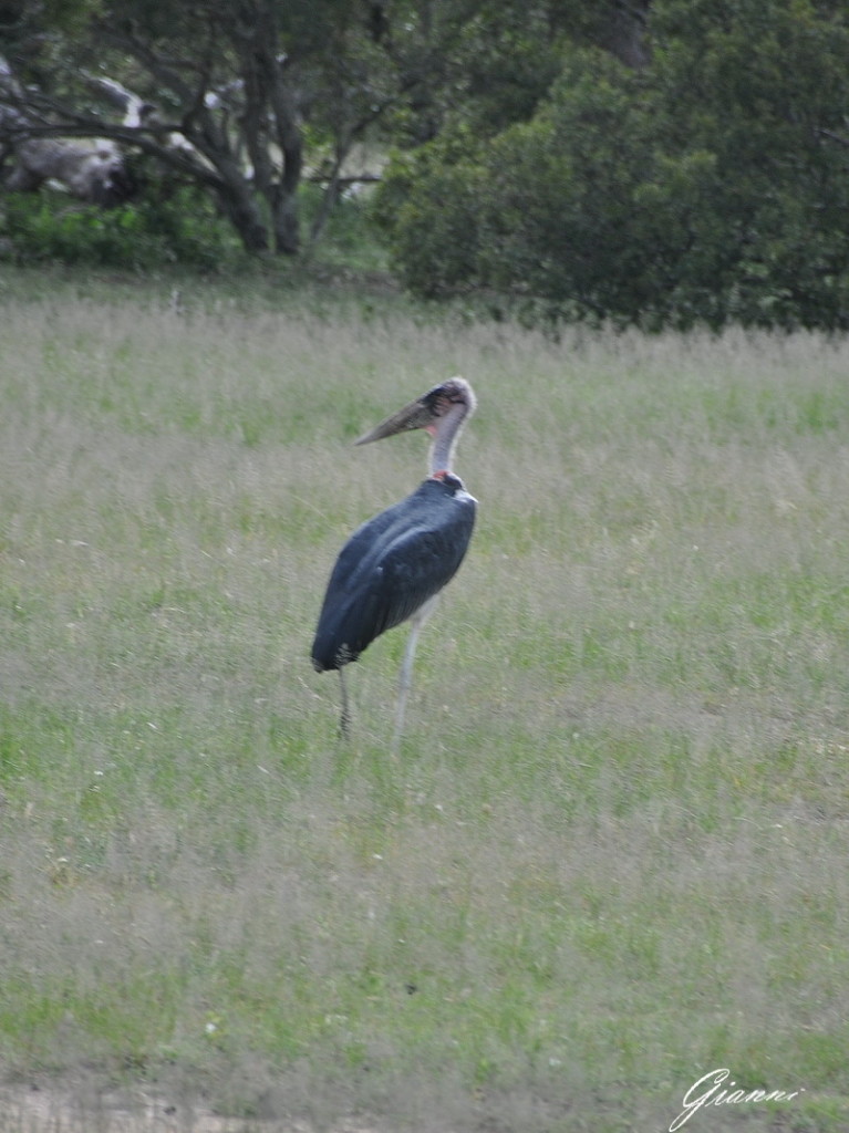 Vuyani Safari