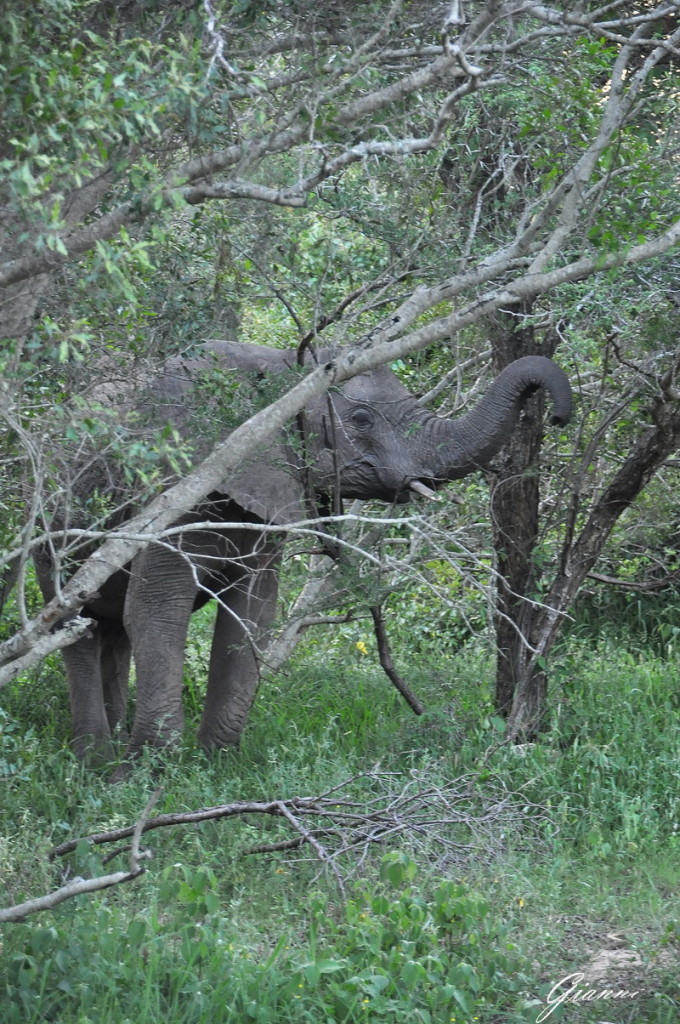 Elefante