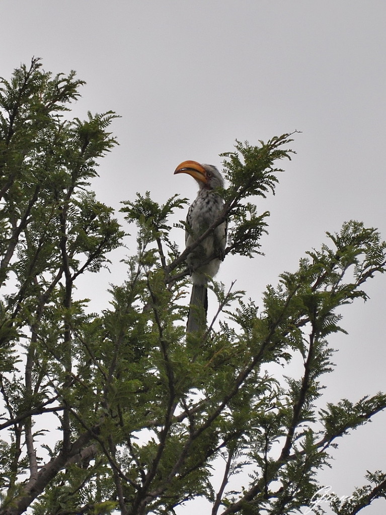 Vuyani Safari